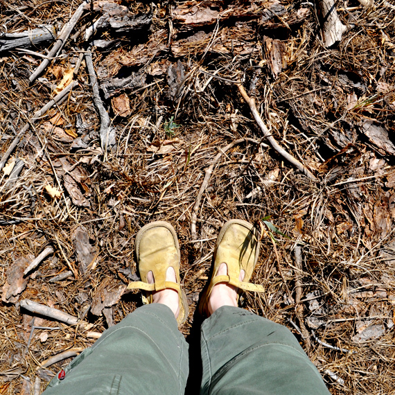 БЕЛАЯ ЗЕМЛЯ. Лес